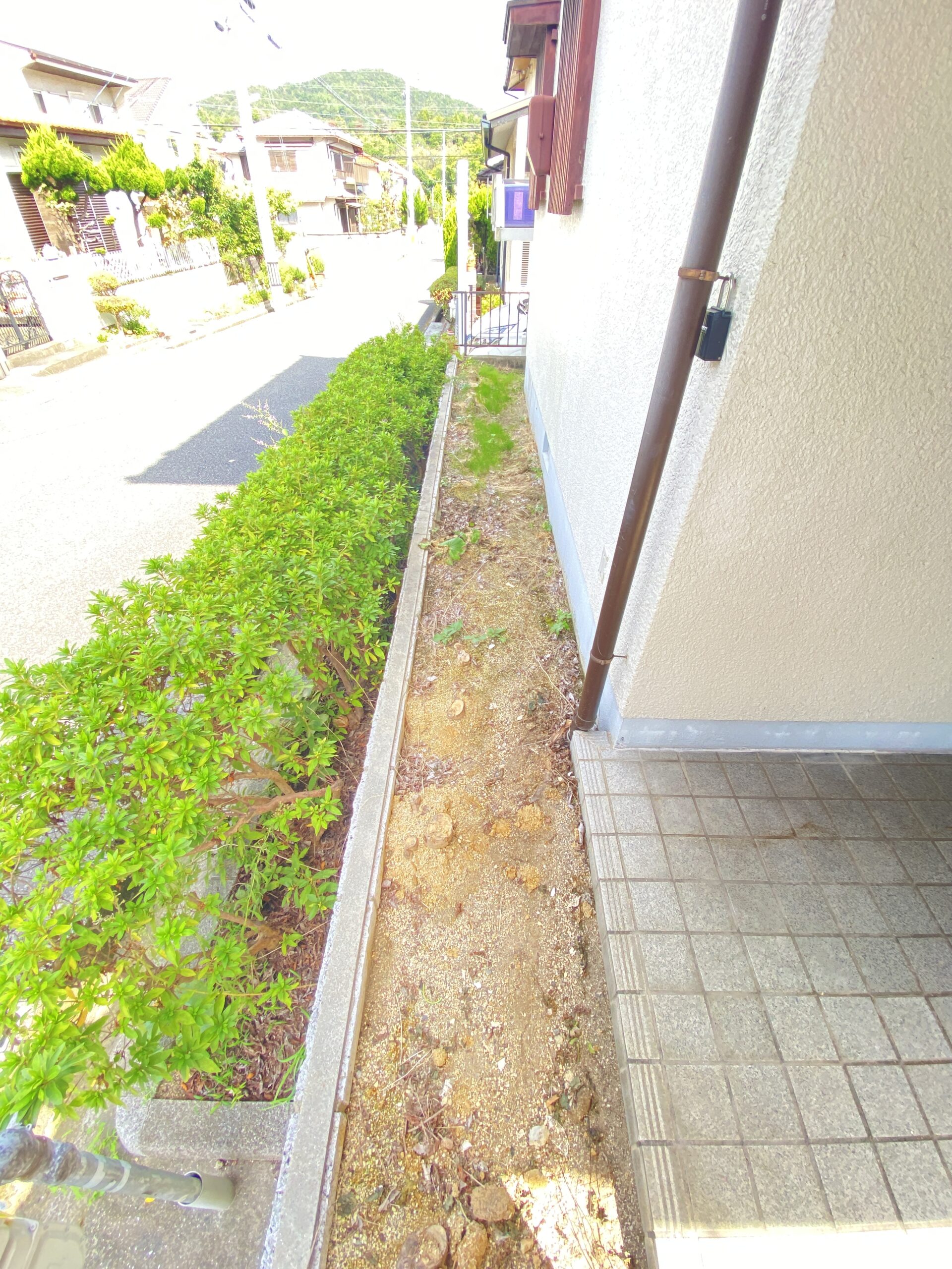 玄関前植栽（2021.9.24撮影）